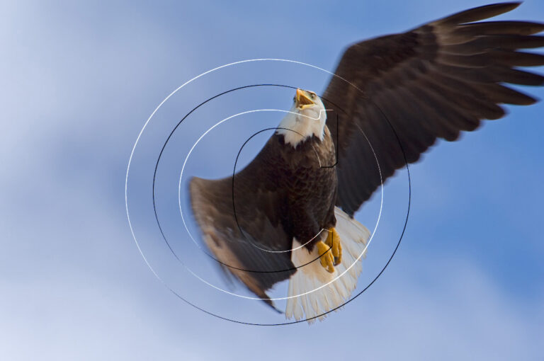 Bald Eagle Resevoir-3995 enh3 prnt (Bald eagle, Smallwood Resevoir)